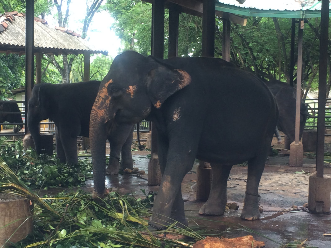 Animal tourism - Working on the Road