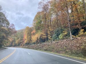 Car passenger view of a road with autumn leaf colours on either side.