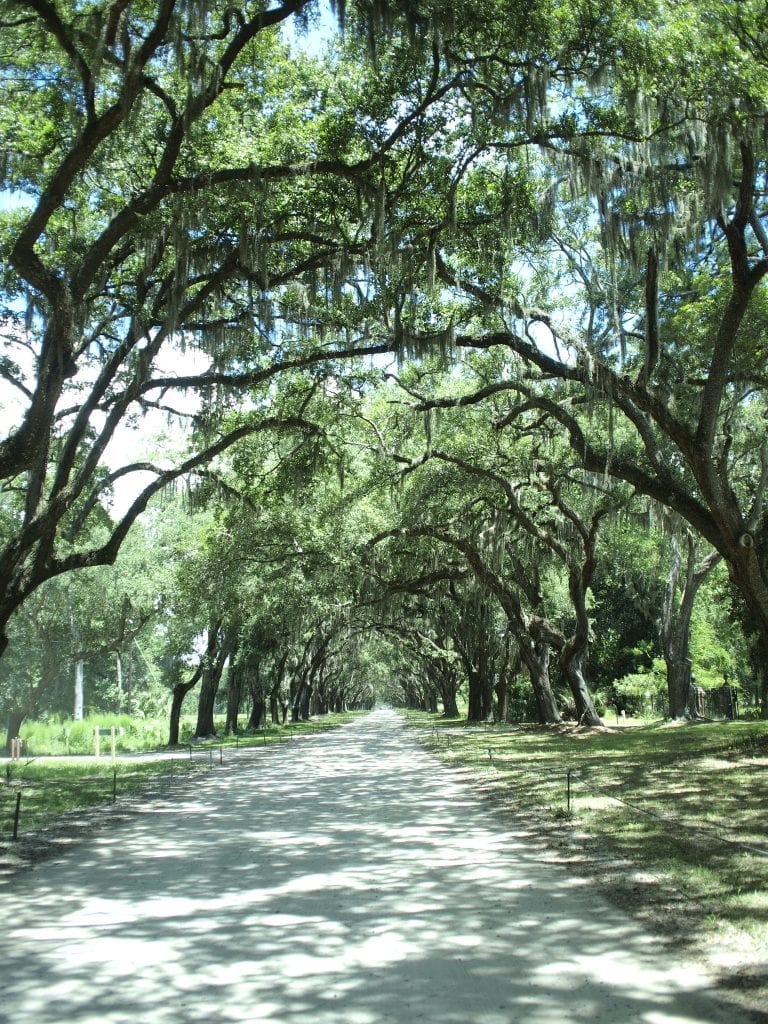 A slice of Savannah's early colonial history and its most scenic oak-lined drive at Wormsloe Historic Site