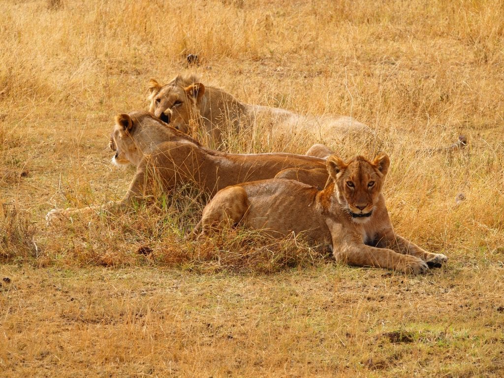 Lions chilling out in the afternoon sun in the Ngorongoro Crater, Tanzania
