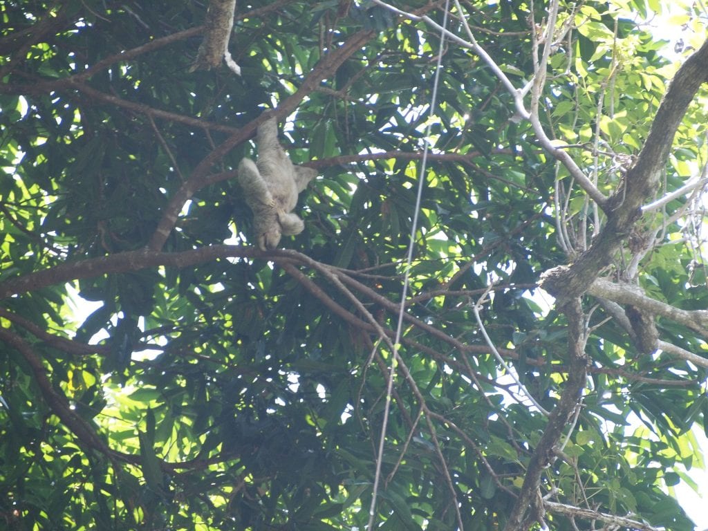Sloth hanging upside down from a tree and having a good scratch, Manuel Antonio National Park, Costa Rica