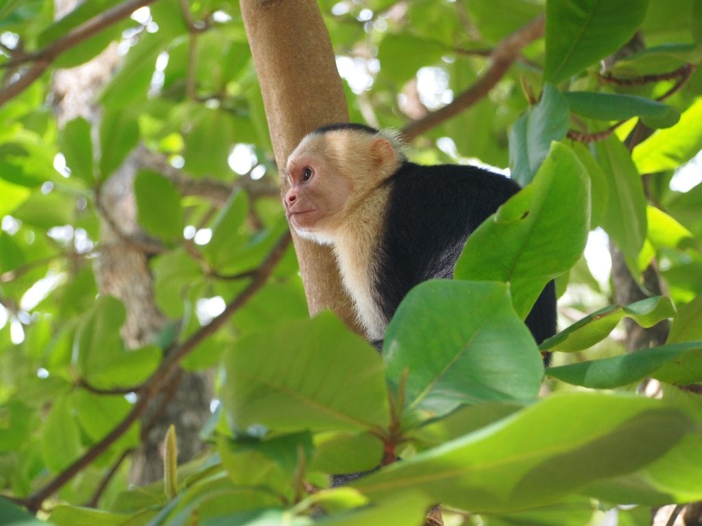 Capuchin monkey sitting in a tree in Manuel Antonio National Park, Costa Rica