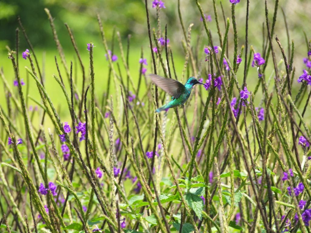 Green hummingbird among purple flowers in Santa Elena, Costa Rica